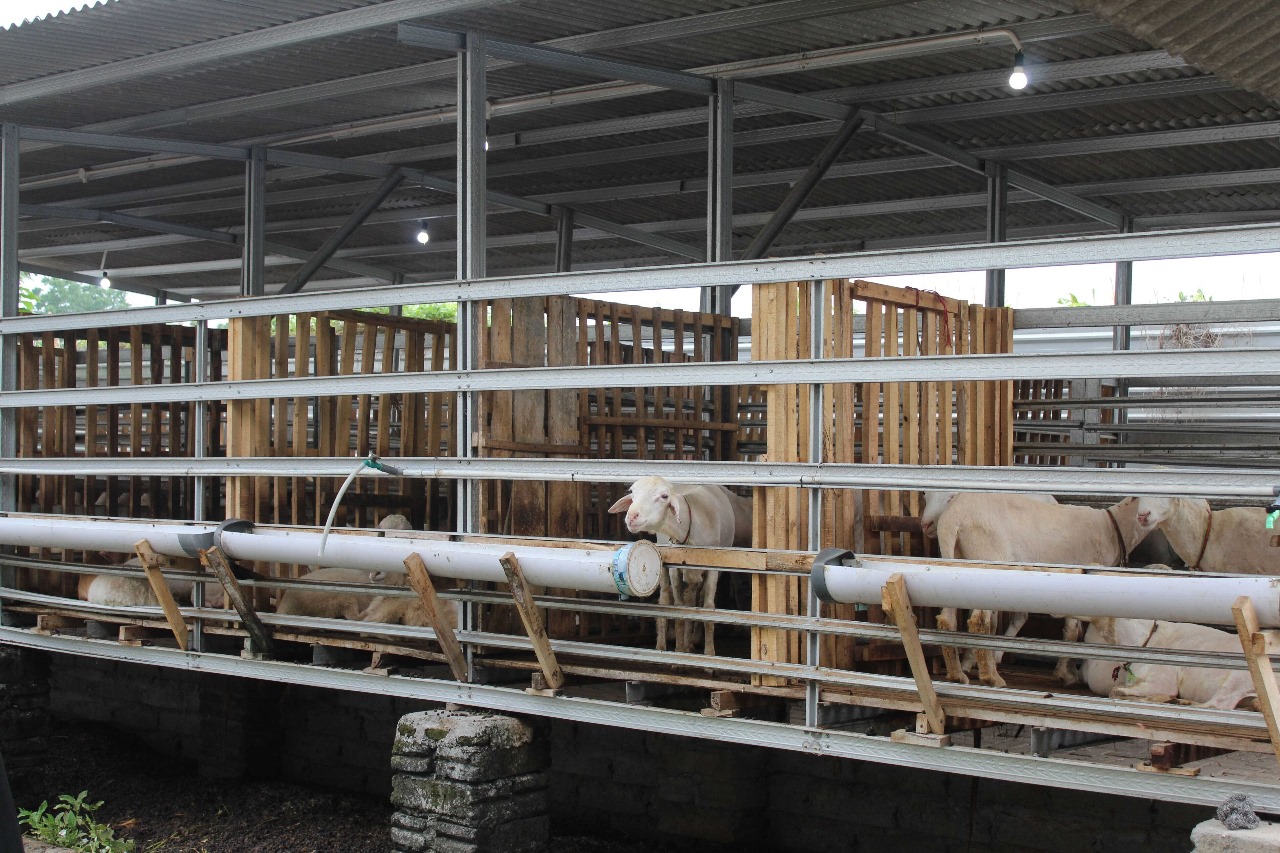 Interior of a goat farm with goats in pens