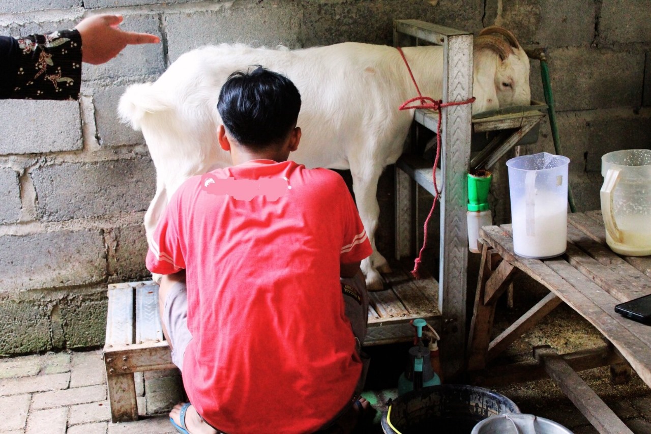 Goat being milked by a person in a red shirt at a farm